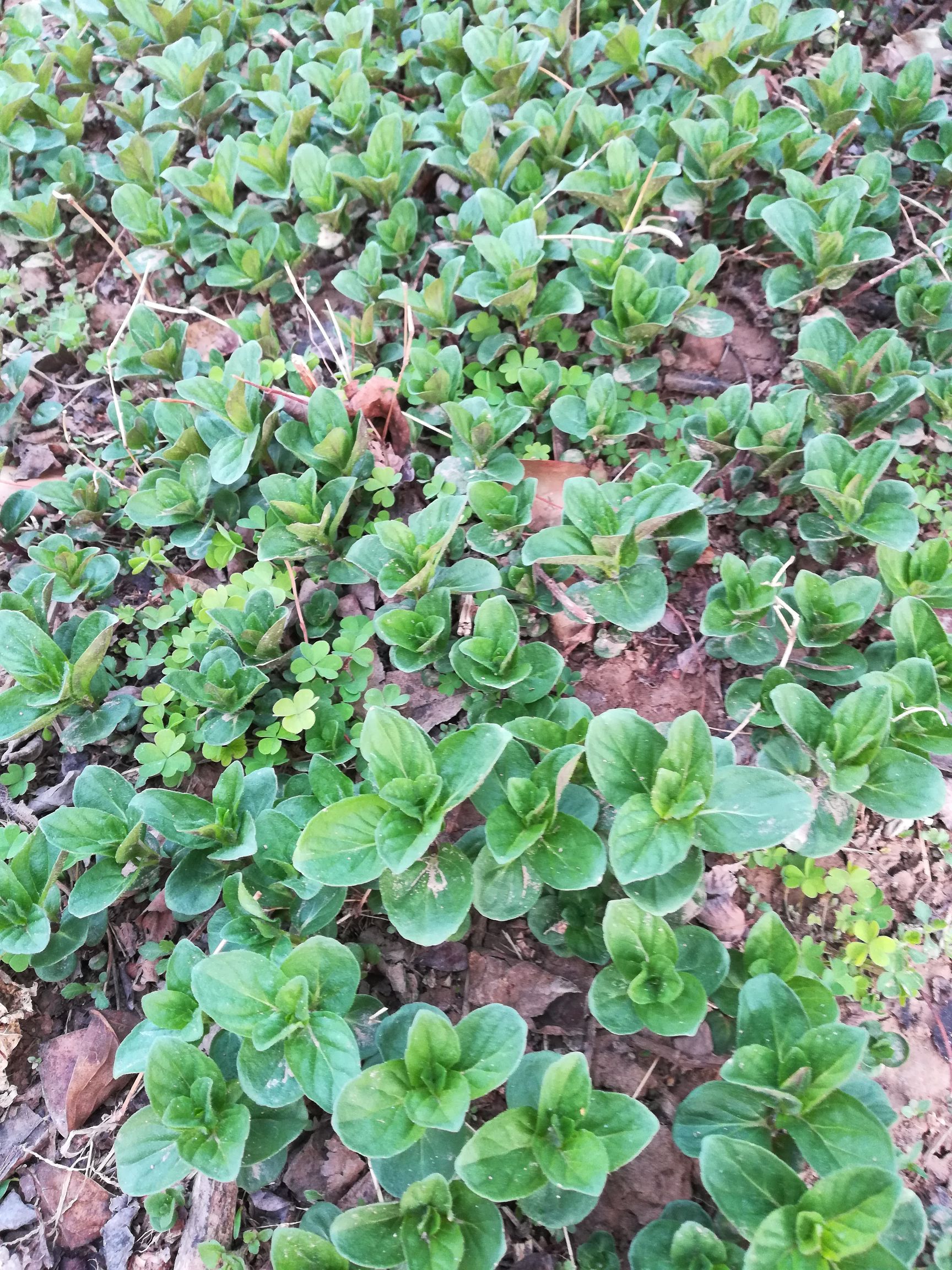 薄荷种子  纯野生薄荷种苗～野菜种苗