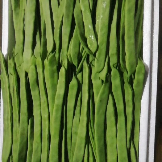 武汉绿扁豆 扁豆荚 