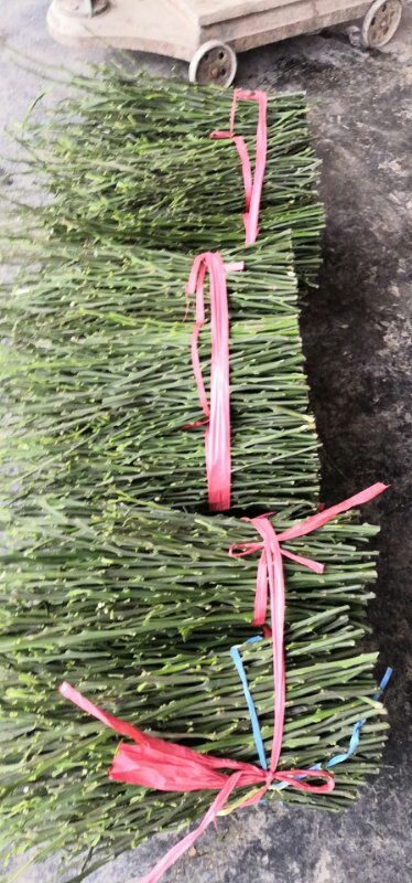 秀山纽荷尔脐橙枝条 20~25cm 