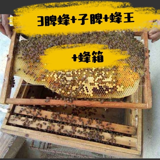 广州中蜂 高山蜂群带王