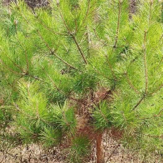 徽县大田油松 1.5~2米