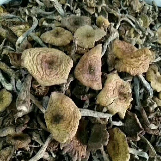 敦化市蘑菇 