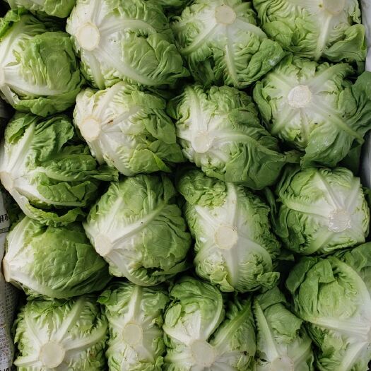 昆明奶油生菜 2~3两 