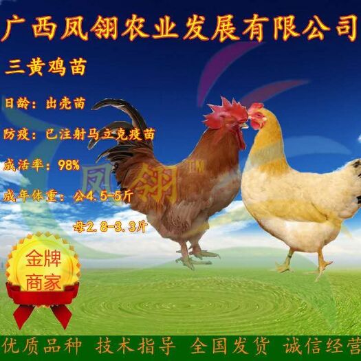 南宁三黄鸡苗 ～土鸡