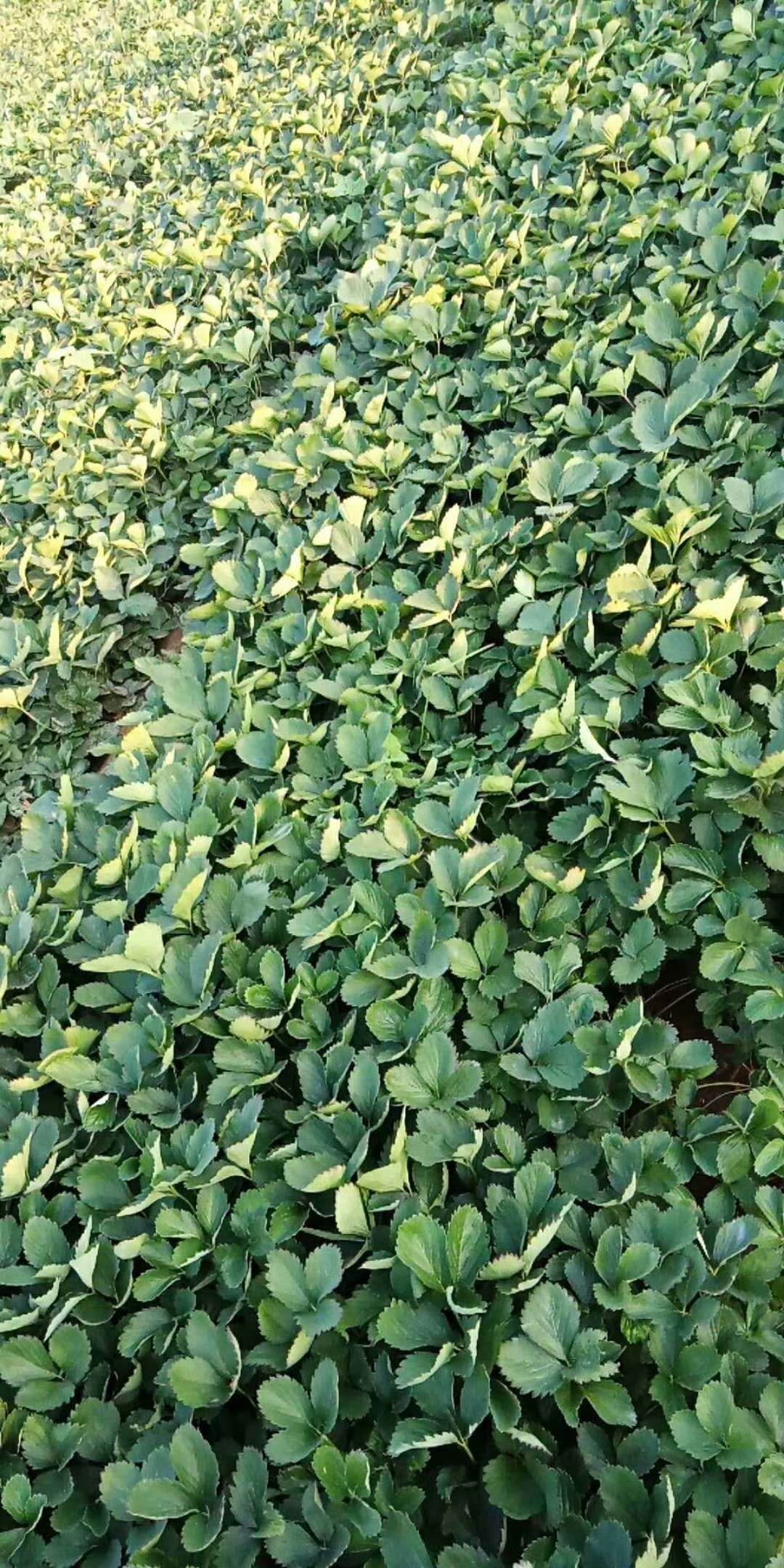 全明星草莓苗 10~20公分 地栽苗 