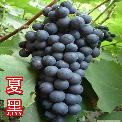 平邑县夏黑葡萄苗
