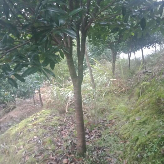 吉首市金桂花树苗