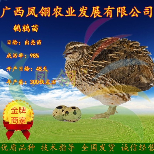 南宁鹌鹑苗