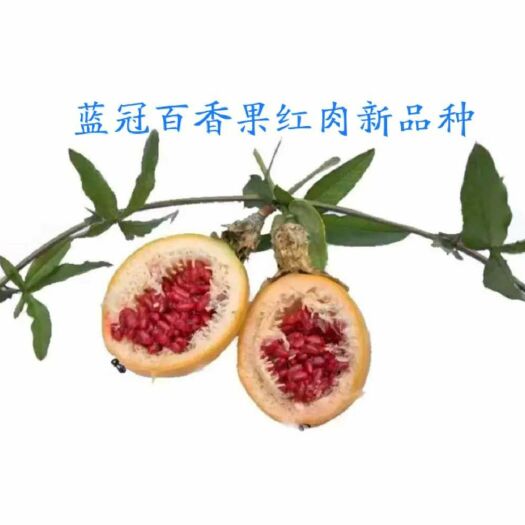 灵山县黄果苗