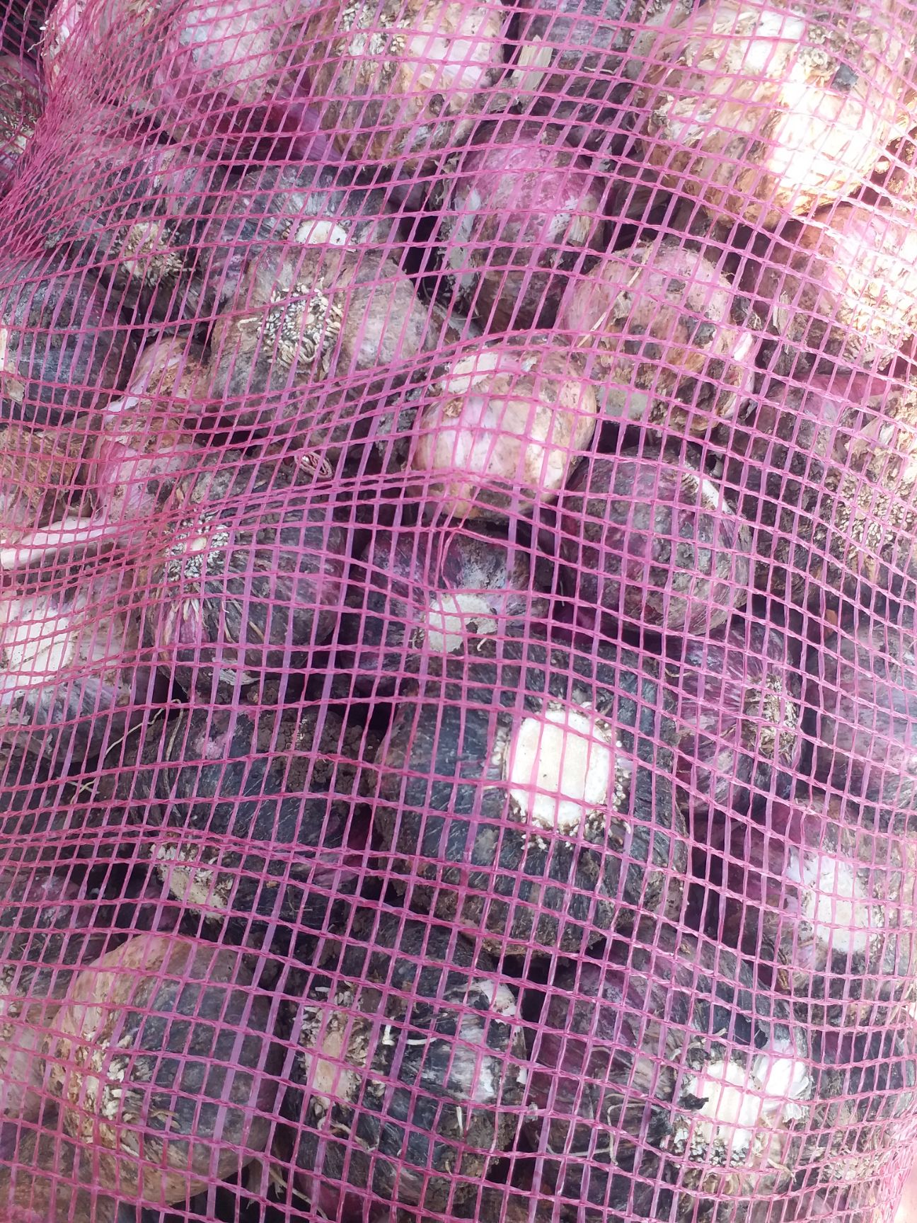 杂交大蒜 混级统货