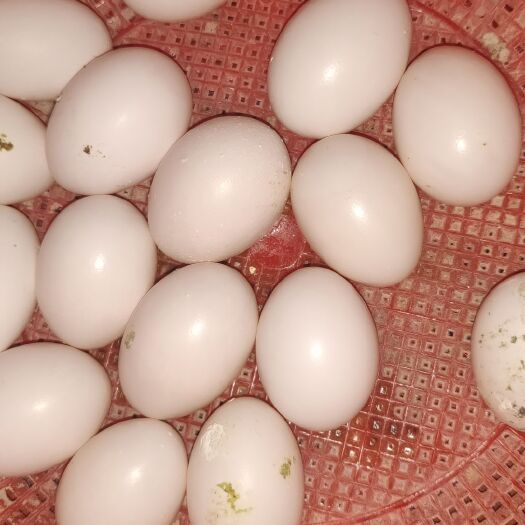 广州白鸽蛋 食用 礼盒装 