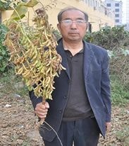 永城市千斤大豆 熟大豆 1等品
