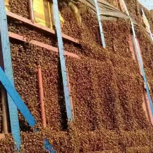广州 中华高山蜜蜂土蜂笼蜂苗活体蜂苗带王包邮新品促销先到先得
