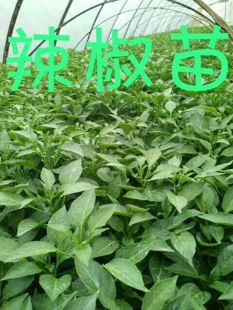 醴陵市线椒苗 10～14片真叶