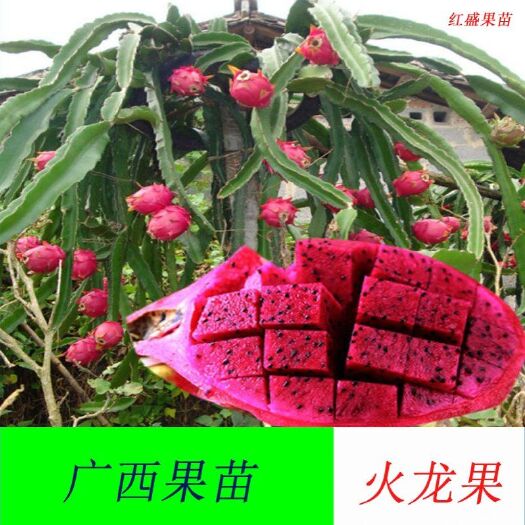 灵山县红皮红肉火龙果苗