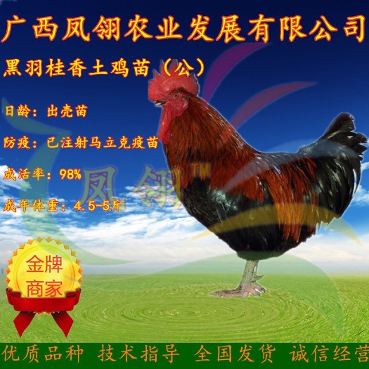 南宁/灵山土鸡苗～土鸡