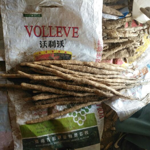 辛集市小白嘴白山药 10月份开始挖