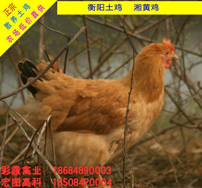 湘黄土鸡苗 