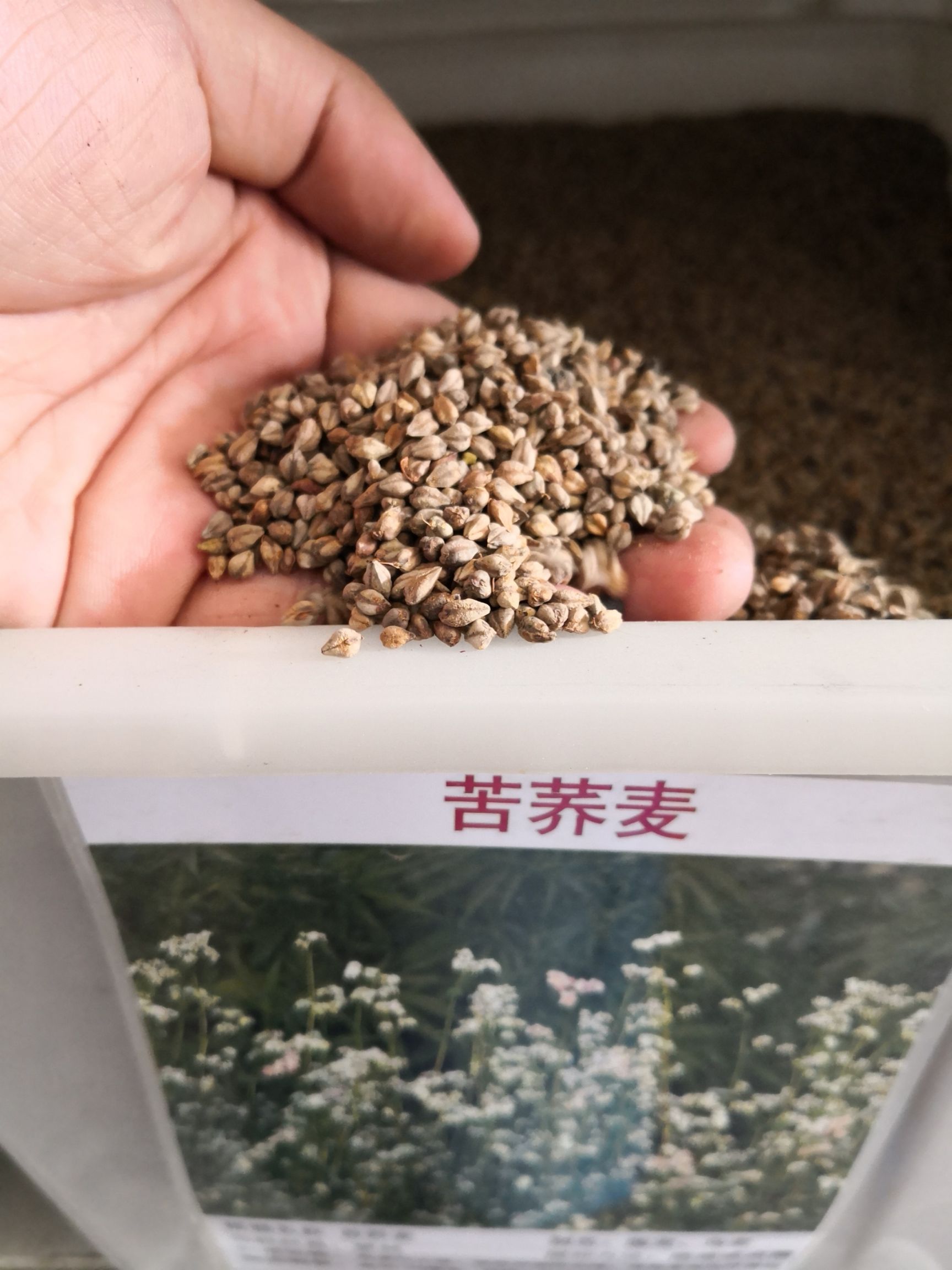 沭阳县荞麦种子 大田用种 ≥85% 