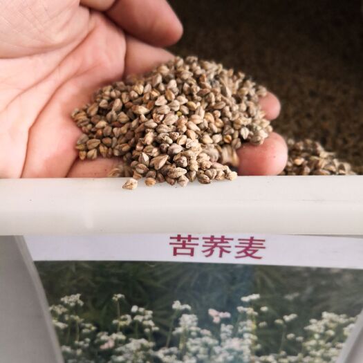 沭阳县荞麦种子 大田用种 ≥85% 