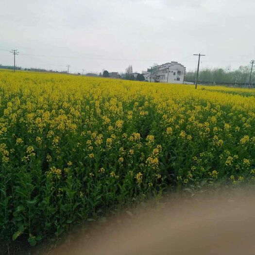 华容县自榨纯菜籽油 