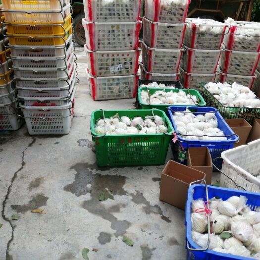 广州白心番石榴 200-250克 