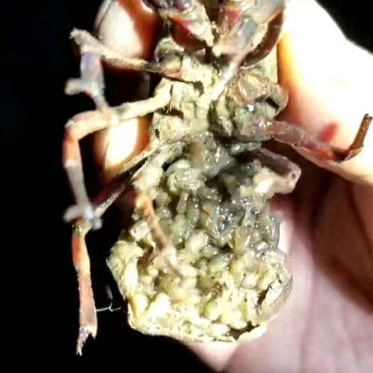 连云港清水小龙虾 456成品虾青红虾人工养殖淡水虾