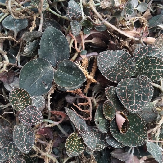 广州金钱草 金线莲