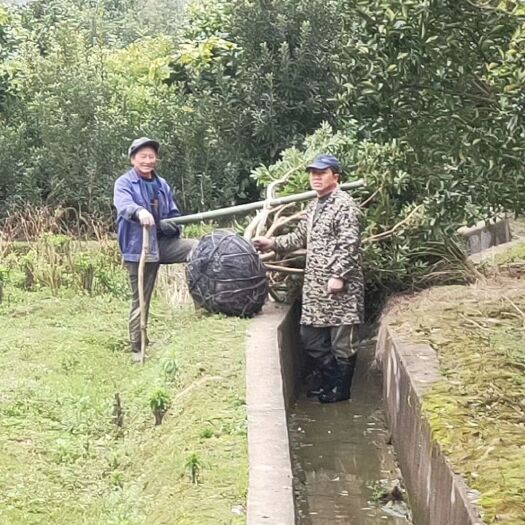 靖州县杨梅树 