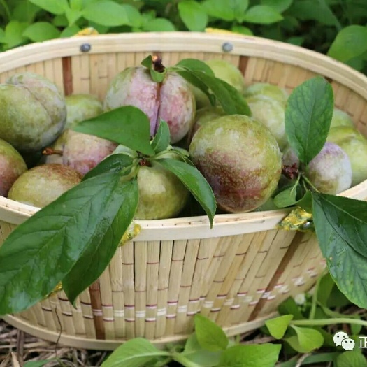 翁源县 翁源正宗三华李注:广东省内顺丰包邮