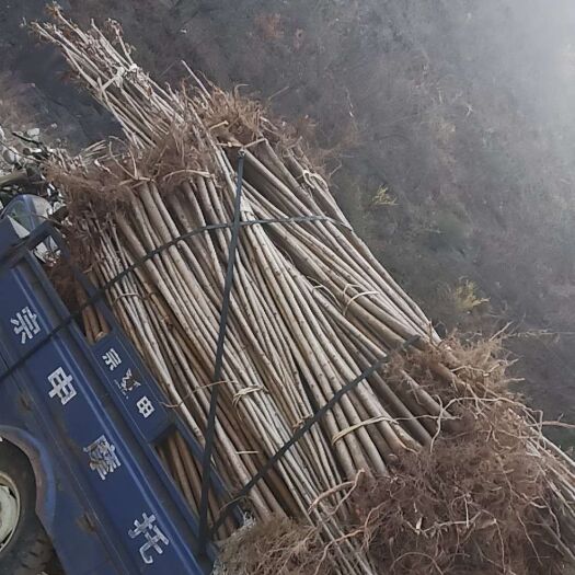 西峡县七叶树 