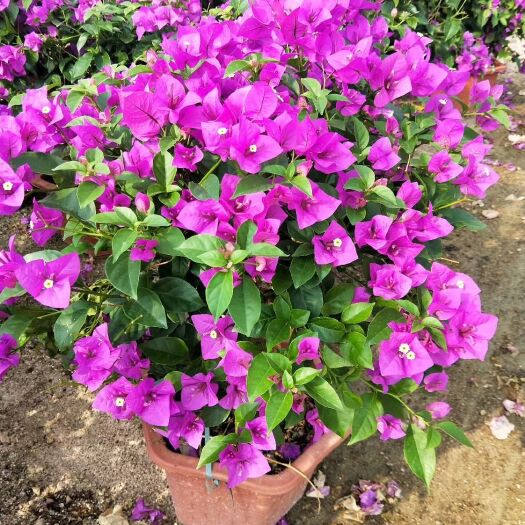 漳浦县紫花三角梅 1.0~1.5米 