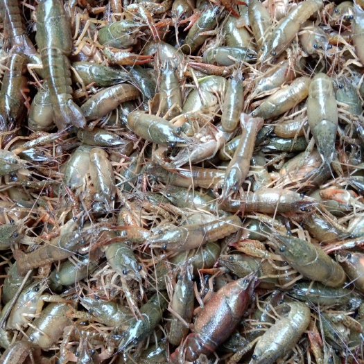 重庆市小龙虾苗 