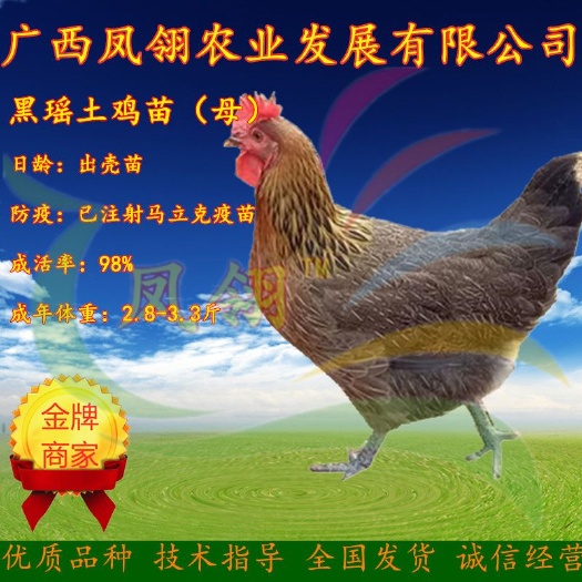 南宁黑瑶鸡苗 母 贵阳 昆明专车直发