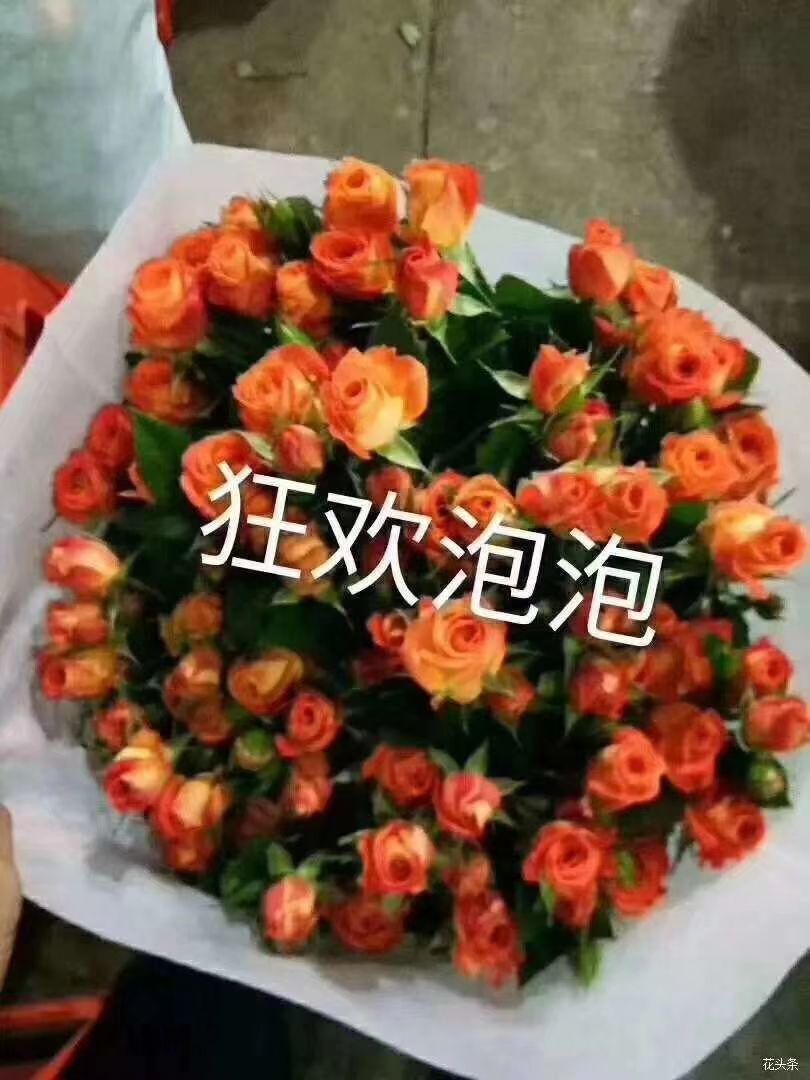 多头玫瑰  小苗