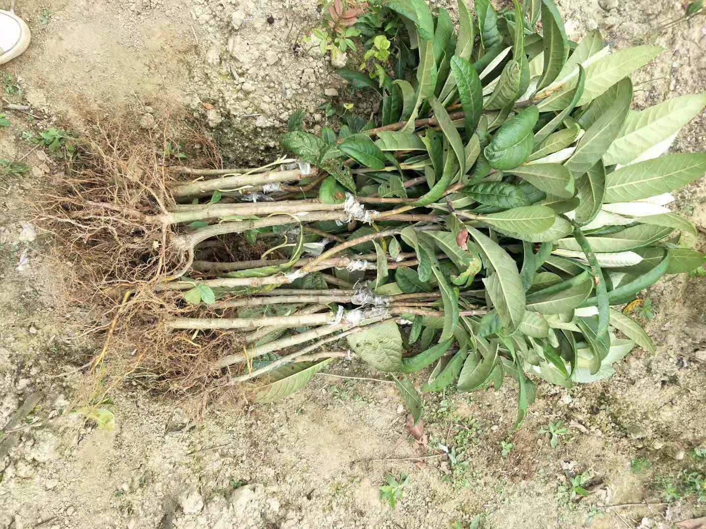 灵山县枇杷种子  大五星！长虹！早中6号！正品苗