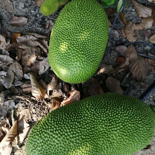 保亭海南菠萝蜜 15斤以上 