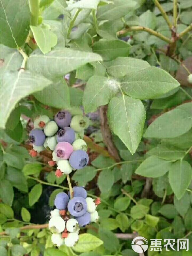 大绵球山楂树苗 