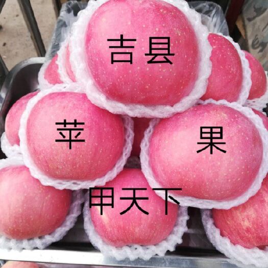 吉县红富士苹果 75mm以上 片红 纸袋 