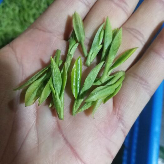 缙云县高山绿茶 特级 礼盒装 
