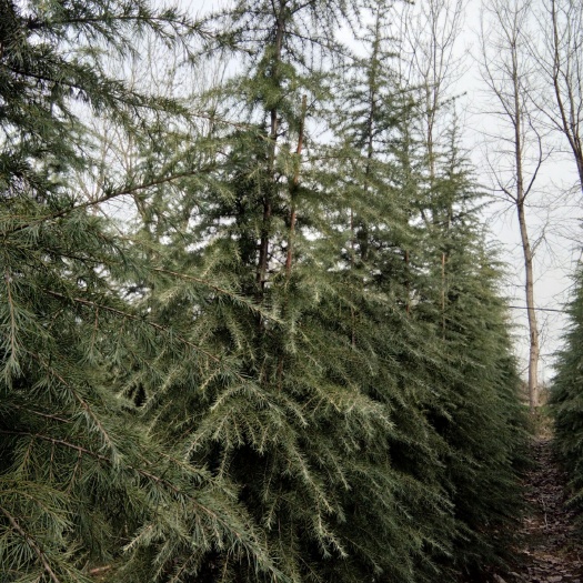 汝南县雪松