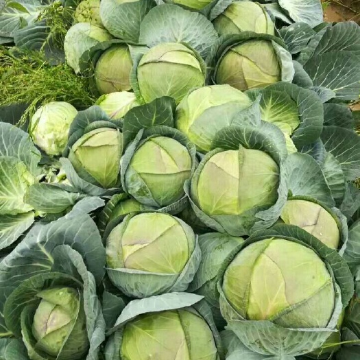 福州有机肥 