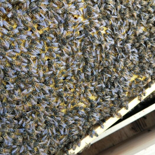 麻阳县土蜂蜜 塑料瓶装 2年以上 95%以上 