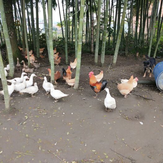 宜章县土鸡 3-4斤 母 