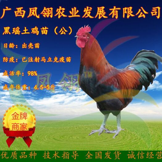 南宁黑瑶鸡苗 公 品种保证包打疫苗
