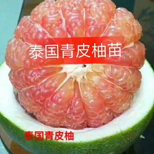 灵山县泰国青柚苗 
