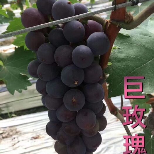 卢龙县巨玫瑰葡萄苗
