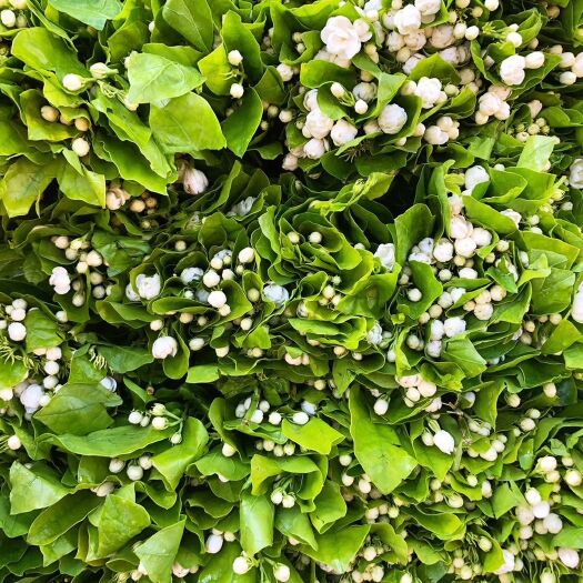 昆明白色茉莉 