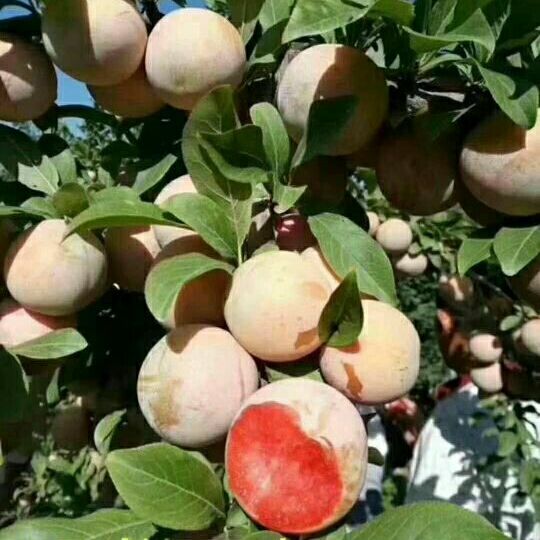 大绵球山楂树苗 