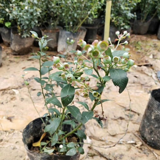 灵山县兔眼蓝莓苗 适合南北方种植 带果带营养杯发货 一棵包邮